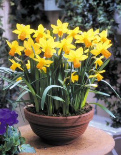 Narcissus 'Jetfire' 