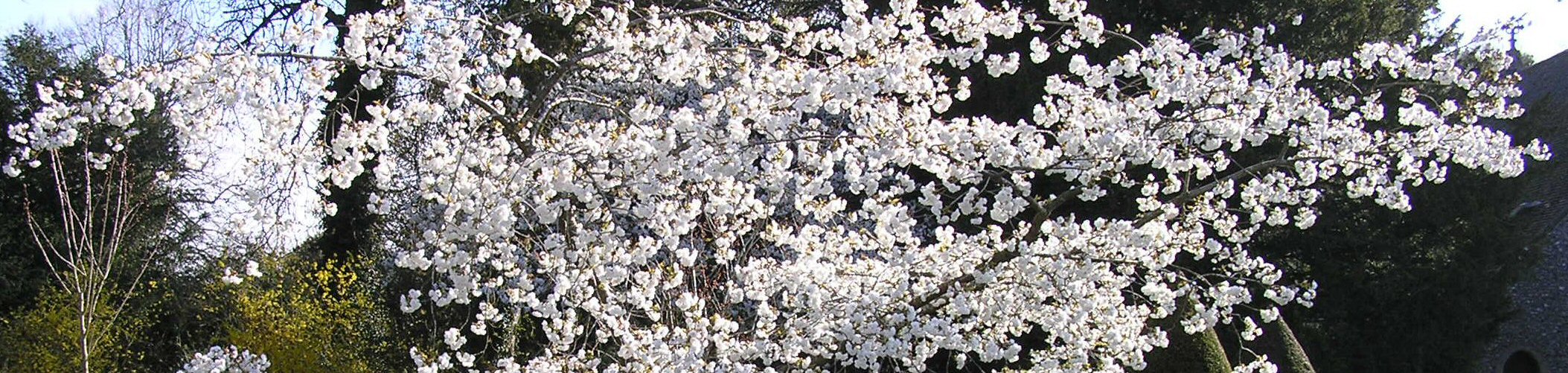 Prunus shirotea