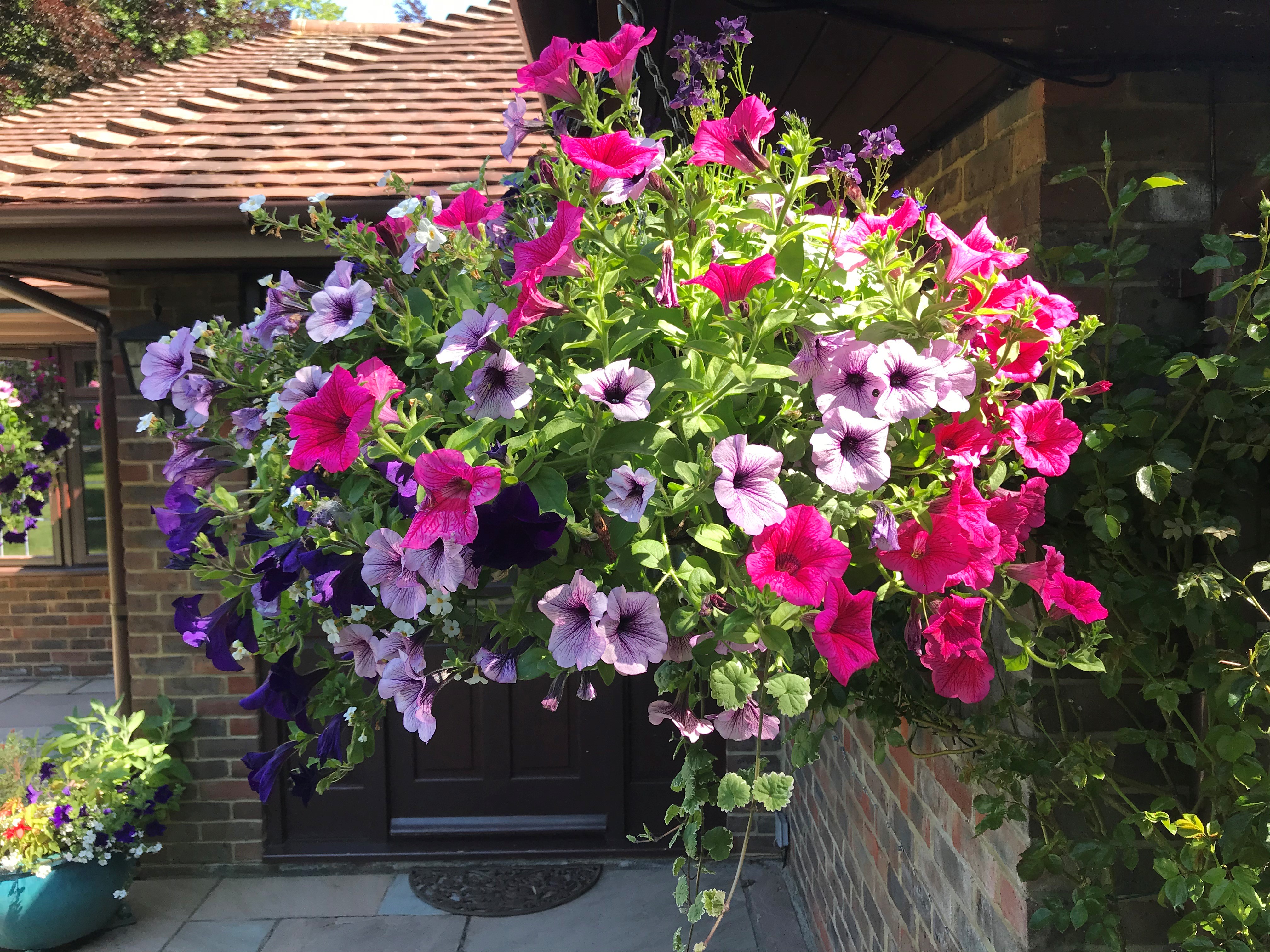 Hanging Basket