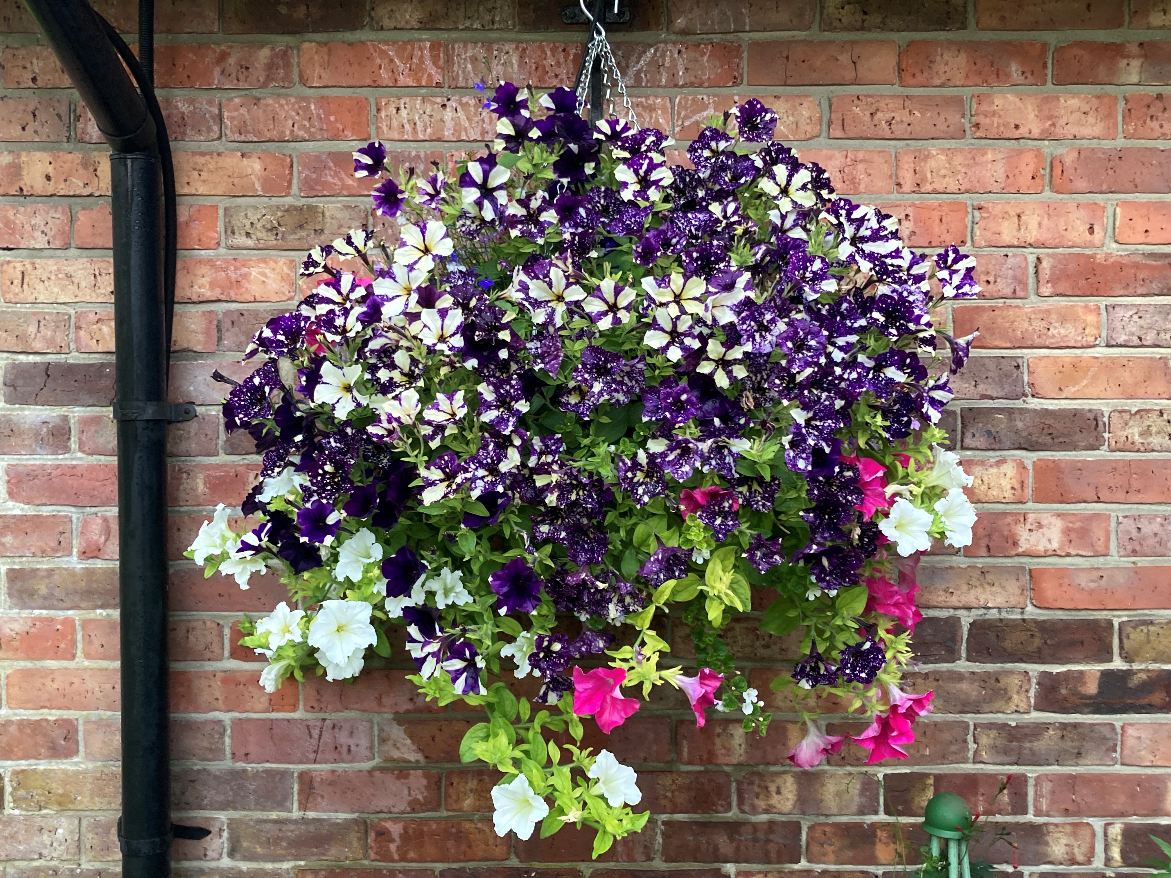 Hanging Basket