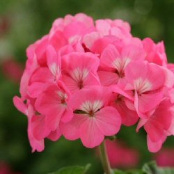 Sweet Pea